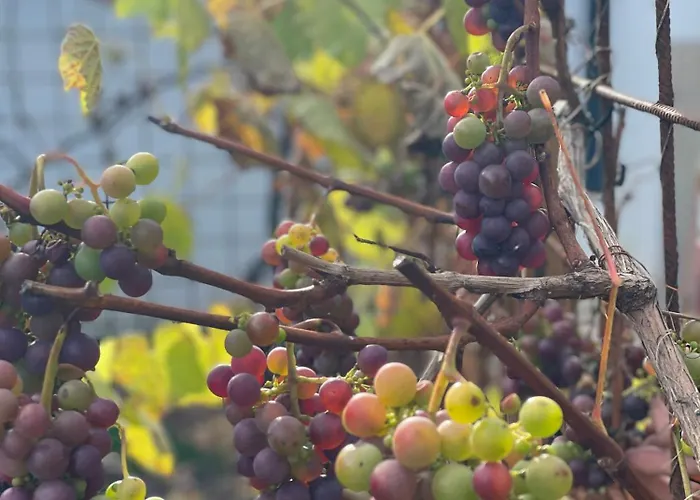 Haus-ruitelspitzblick *
