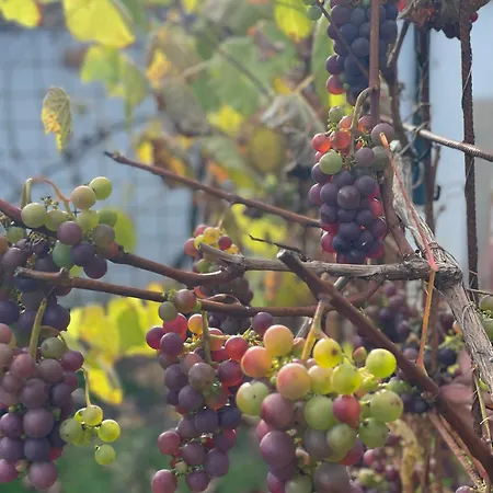 Haus-ruitelspitzblick *